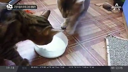 고양이들의 우유그릇 쟁탈전