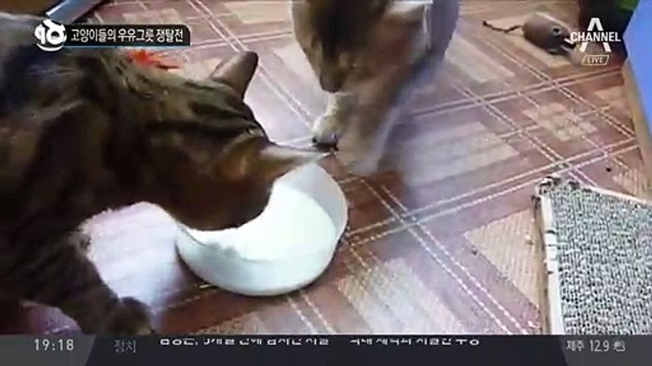 고양이들의 우유그릇 쟁탈전