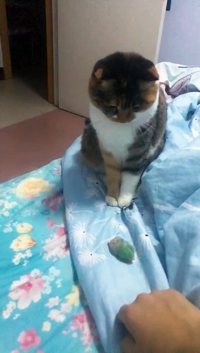 Unbelievable!The cat is so swift.