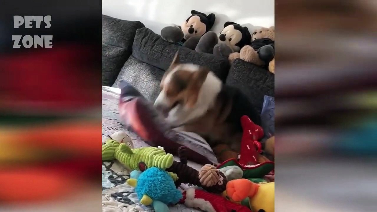 Without a doubt the best Funniest Pet videos #13