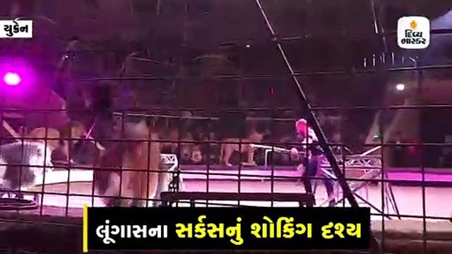 સર્કસમાં સિંહે કર્યો ટ્રેનર પર હુમલો, દર્શકોમાં સોપો પડી ગયો, આમ લડીને કર્યો દૂર