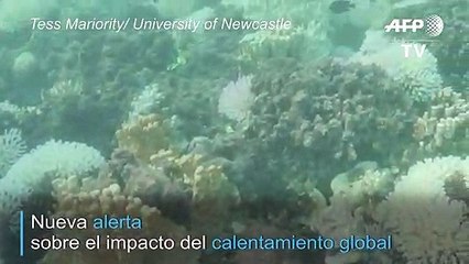 Corales situados más al sur del planeta afectados por blanqueo