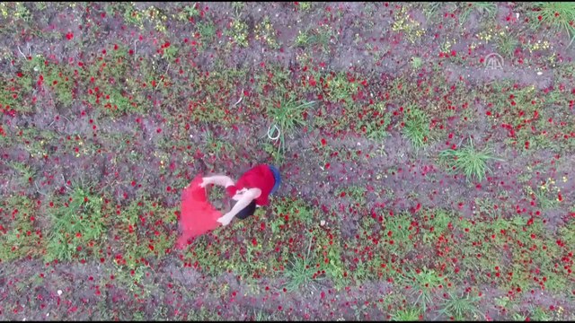 Amanos Dağları eteklerinde 'gelincik şöleni' - HATAY