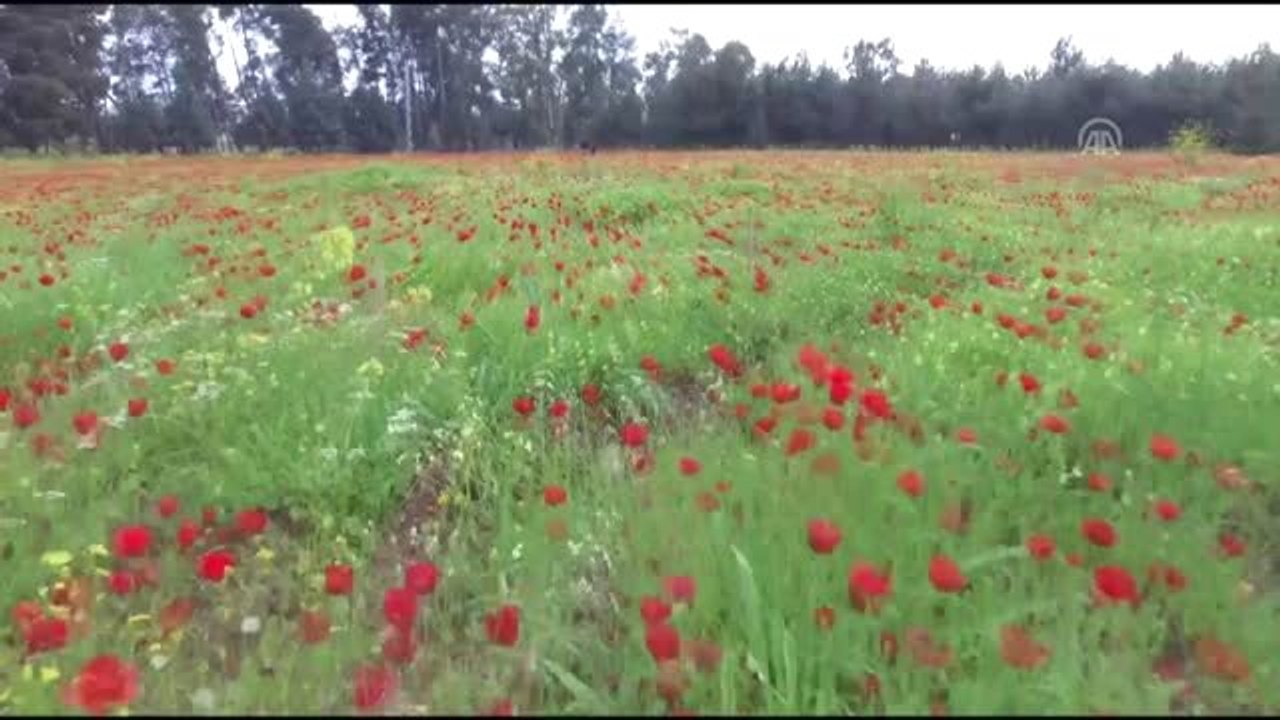 Amanos Dağları Eteklerinde "Gelincik Şöleni"