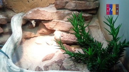 B121- Desert Horned Viper, Northern Africa,