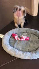 That's a flipping good meal! Puppy does handstand while eating breakfast