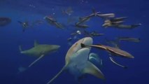 Guy Goes Snorkeling Among Sharks