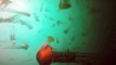 US divers swim through swarm of thousands of jellyfish
