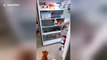 Feline the heat! These cool cats take refuge in a fridge during Thailand heatwave