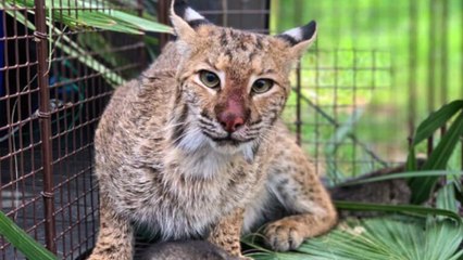 Bobcat Gives Birth To Babies