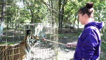 Feeding Snacks To Big Cats - FAQ Friday