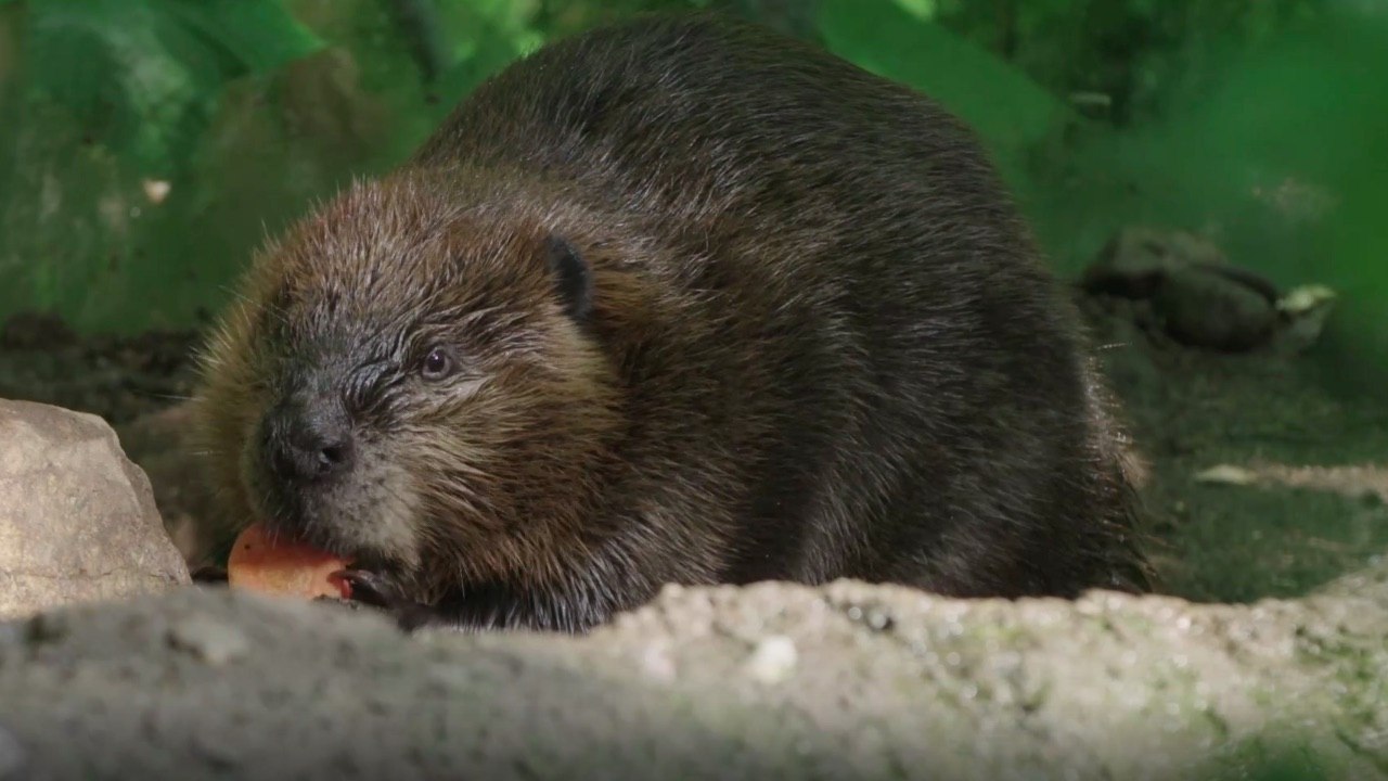 Was? Das sind die gefährlichsten Tiere?