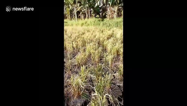 Severe droughts plague The Philippines as El Nino influences the climate