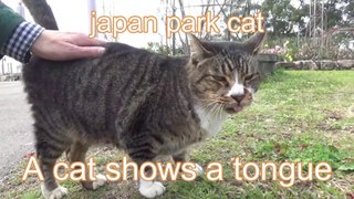 A cat shows a tongue  japan park cat