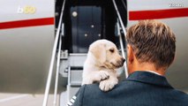 Jet Setter Pets Get Red Carpet Treatment on this Private Jet