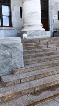 Trop mignon ce chien descend les marches de l'escalier pour la première fois
