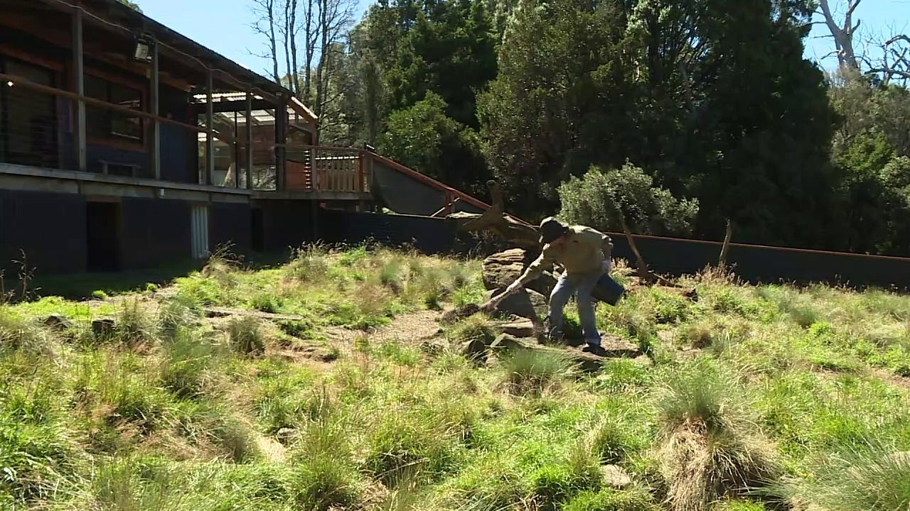 Tasmanische Teufel könnten Krebs besiegen