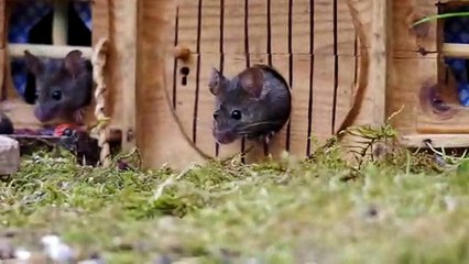 George the Mouse in a Log pile House  . wild and free garden mice in a man made village