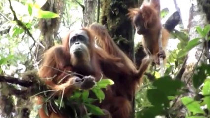 Fantásticas Cenas De Orangotangos Em Seu Habitat Natural