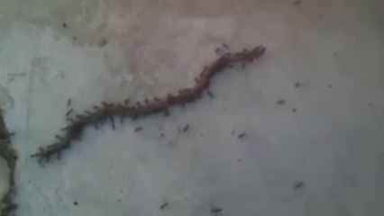 Serpentes Vivendo Alguns Pesadelos