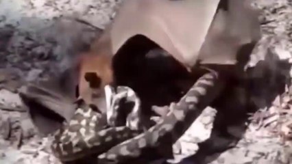 Cenas Impressionantes De Morcegos Vs Serpentes