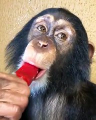 He Bit Off More Than He Could Chew