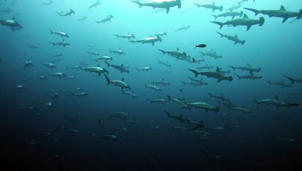 Huge School of Hammerhead Sharks
