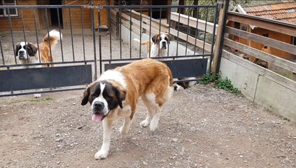 Eschbach-au-Val : des saint-bernard se préparent au concours