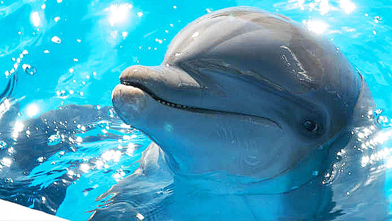 Bernie, der Delfin - Trailer (Deutsch) HD