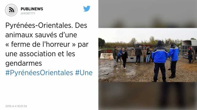 Pyrénées-Orientales. Des animaux sauvés d’une « ferme de l’horreur » par une association et les gendarmes