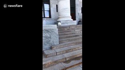 This fluffy Samoyed pup was very nervous going down some stairs