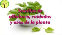 Semillas de albahaca, (Ocimum basilicum) usos y cuidados de la planta
