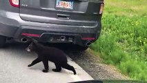 Precious Family of Black Bears Cross Road