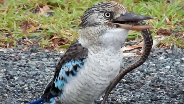 Cet oiseau Kookaburra se régale avec un gros serpent... Miam