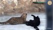Encore une preuve que les léopards sont juste des gros chats... Adorable