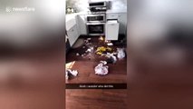 Adorable guilty-looking dog destroys owner's kitchen