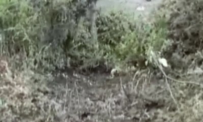 Craneo y mandíbula fueron encontrados en la Panamericana Norte