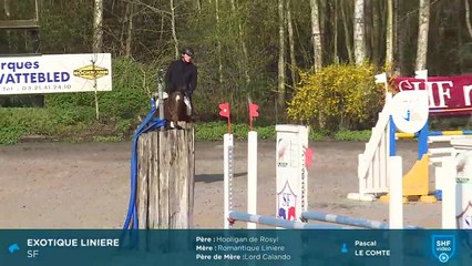 20190402 verquigneul exotique