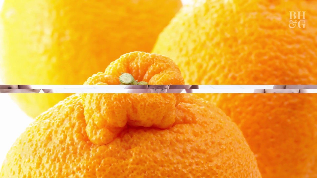 Everything You Should Know About Sumo Oranges