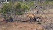 'Laughing' hyenas attempt to steal a pride of Lions' kill