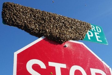 CAUTION! 7 things to know about Africanized honey bees - ABC15 Digital