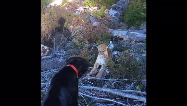 Loyal Lab Fends off Ferocious Cougar
