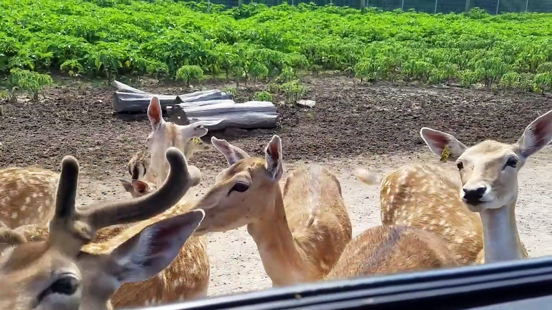 ⁣Funniest Pets & Animals of the Week - Funny Pet Videos