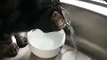 Cet adorable chat boit de l'eau depuis le robinet d'une façon drôle