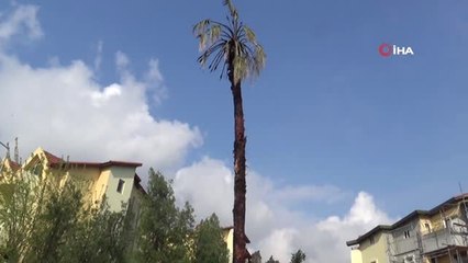 Yıldırım Düşen Ağaç Saniyeler İçinde Alev Topuna Döndü...o Anlar Kamerada