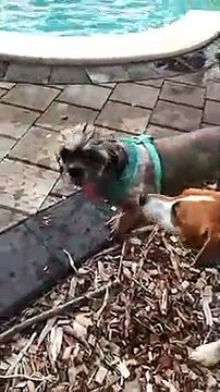 Ce chien ne peut clairement pas contrôler sa langue