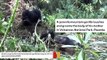 Scientists Catch Gorillas Grooming Their Dead On Camera