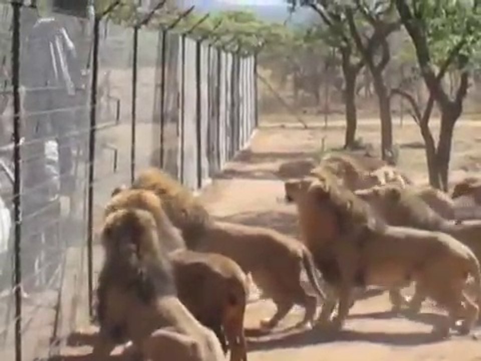 Feeding lions - fast meal
