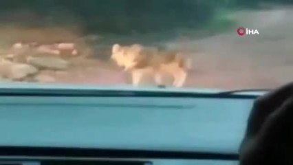 Kaçan Kurt Vatandaşlar Tarafından Görüntülendi