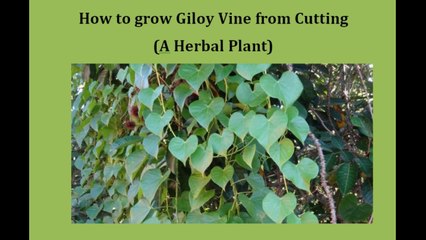 How to grow Giloy Vine ( Herbal Plant) from cutting  | Apni sehat or gher ki  khobsorti sirf giloy vine saay |